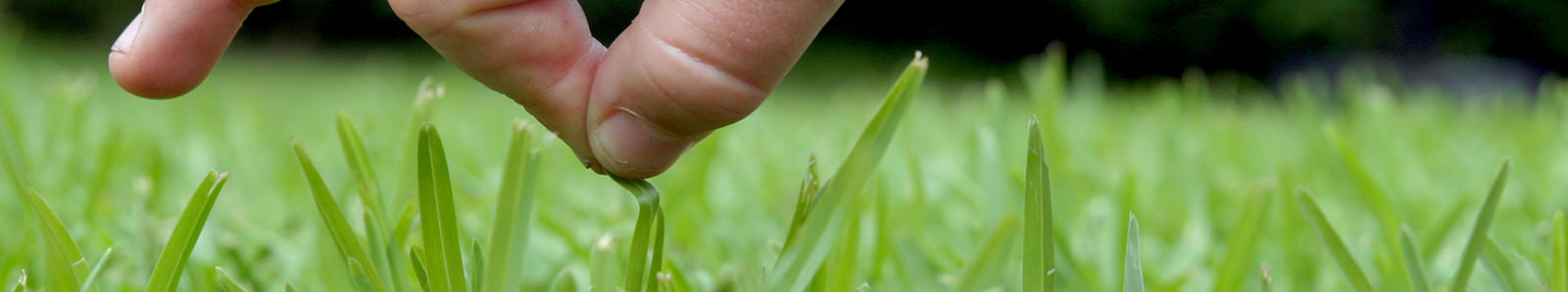 Buffalo vs Kikuyu turf