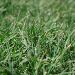 Kikuyu Turf