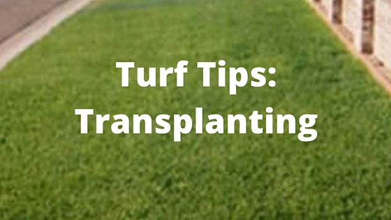 Kikuyu Turf Tips_ Transplanting