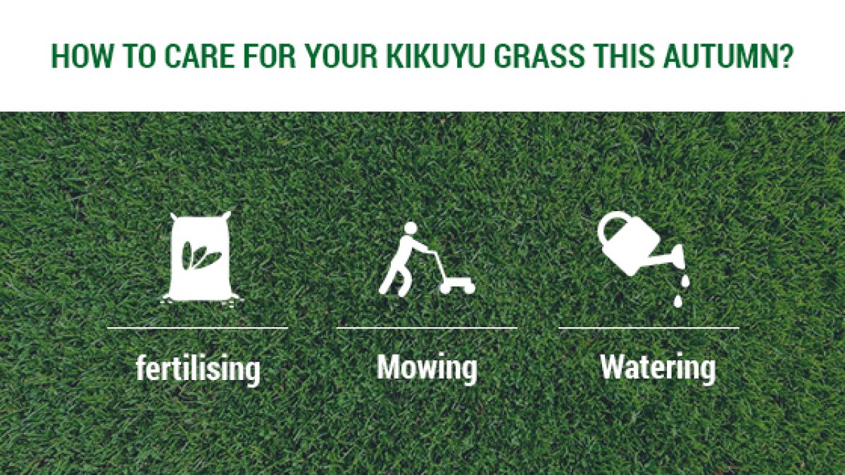 How to care for Kikuyu grass this autumn