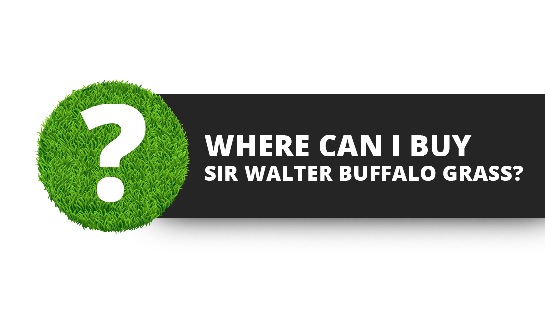 Sir Walter Buffalo Grass