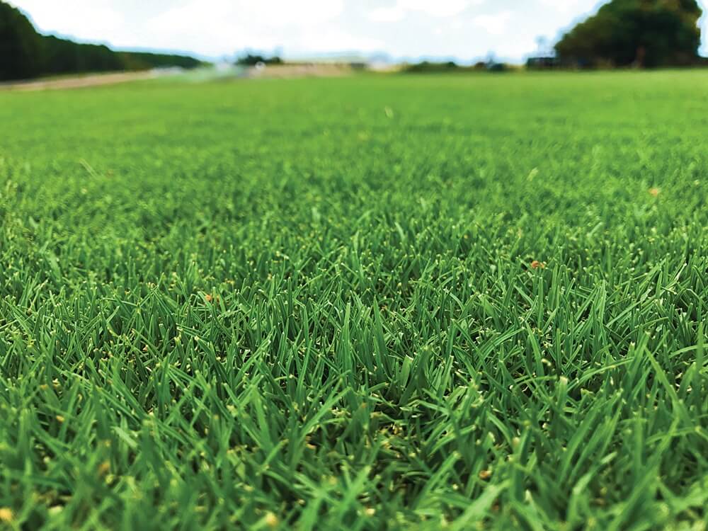 Tiftuf Bermuda Grass Sydney Lawn And Turf Supplies