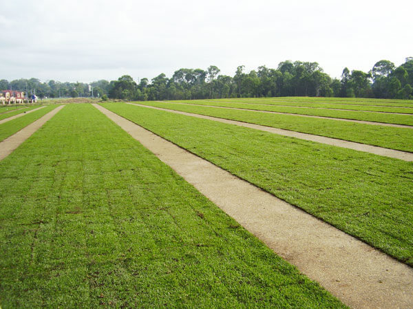 Turf for Trade
