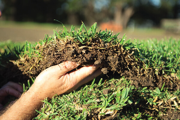 Turf for Trade
