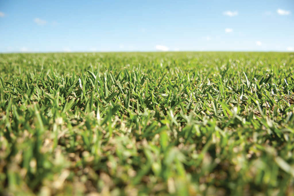Versatile all rounder turf variety: Eureka Kikuyu