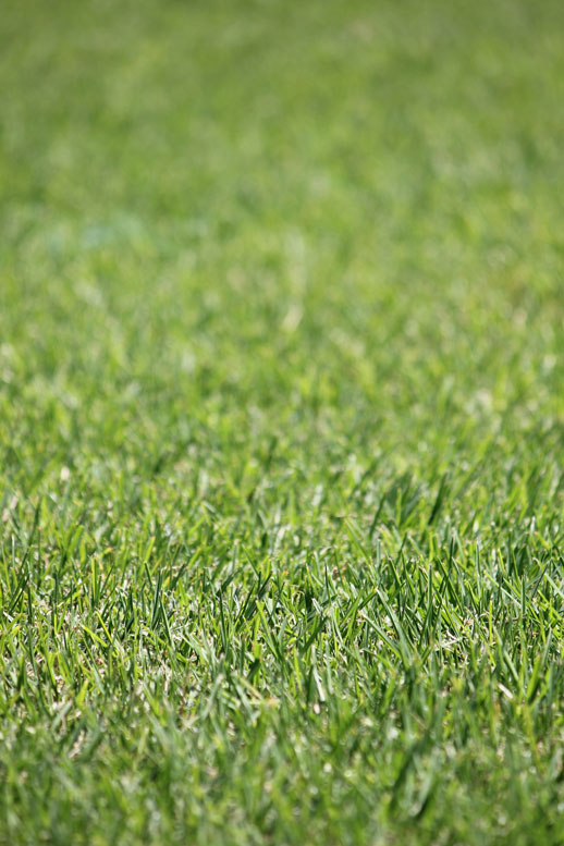 Eureka Kikuyu Turf Sydney Lawn & Turf Supplies