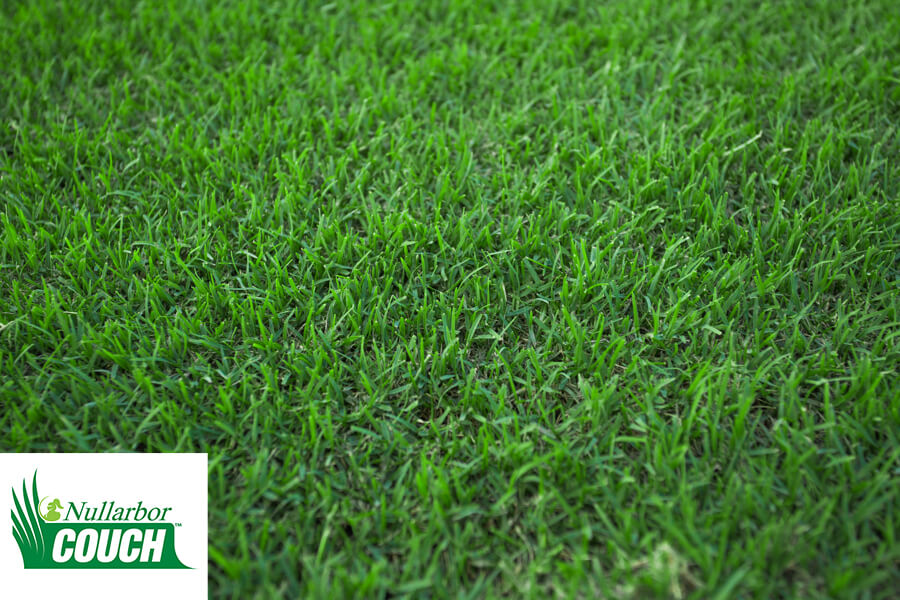 Nullarbor Couch Turf Sydney Lawn Turf Supplies