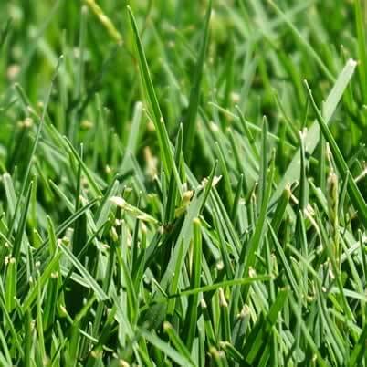 Nullarbor Couch Turf Price