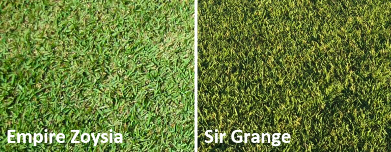 Empire Zoysia vs Sir Grange