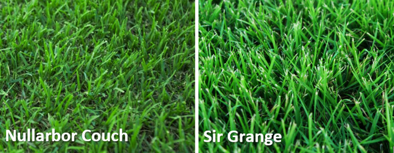 Nullarbor Couch vs Sir Grange