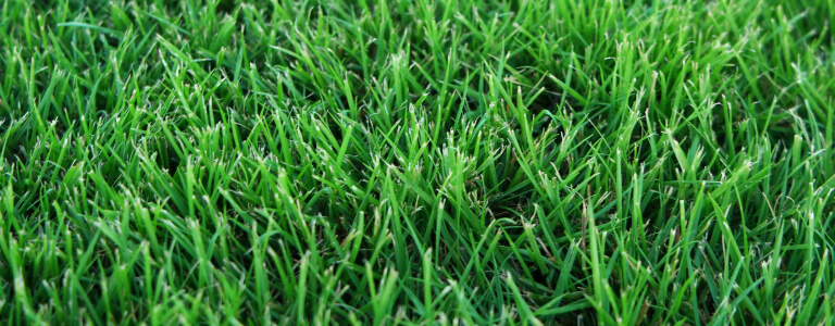 Turf