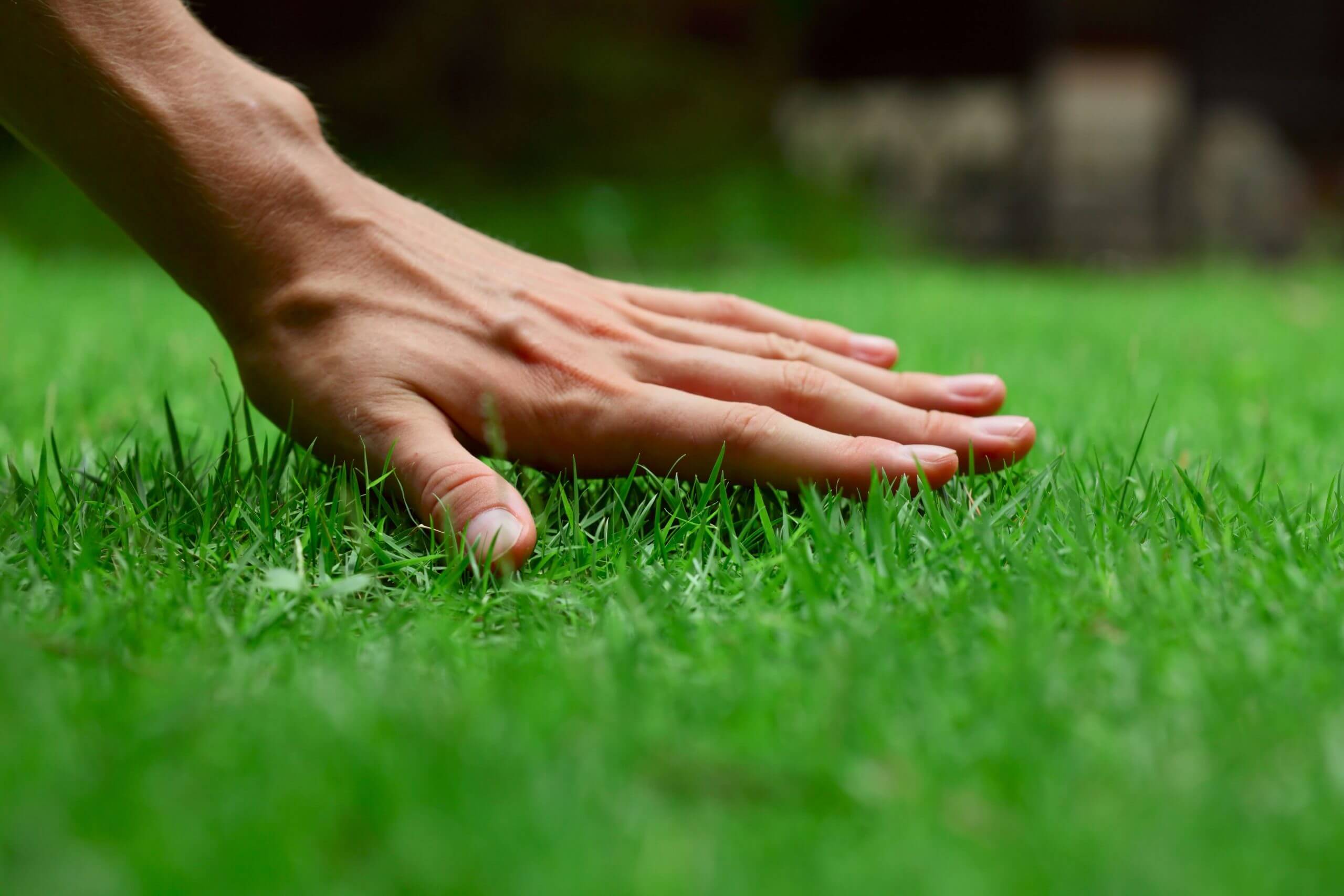 Why should you install turf now? Why should you install turf now?