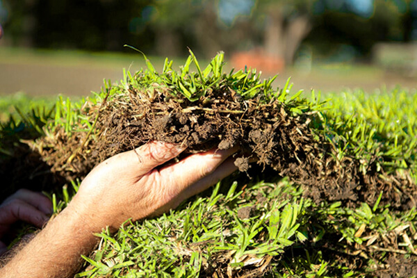 Turf Care 1