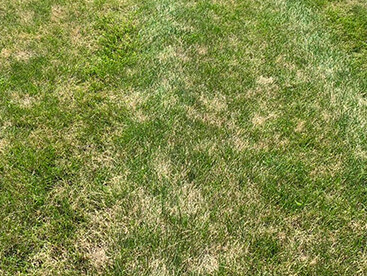 Helminthosporium Leaf Spot