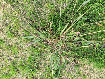 Paspalum