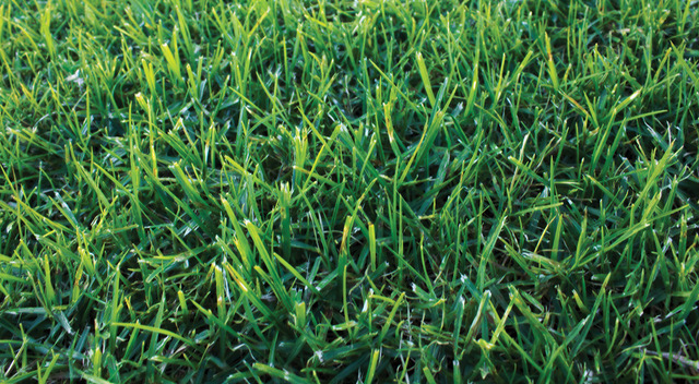 Eureka Kikuyu PBR - Male Sterile Turf is a superior kikuyu lawn