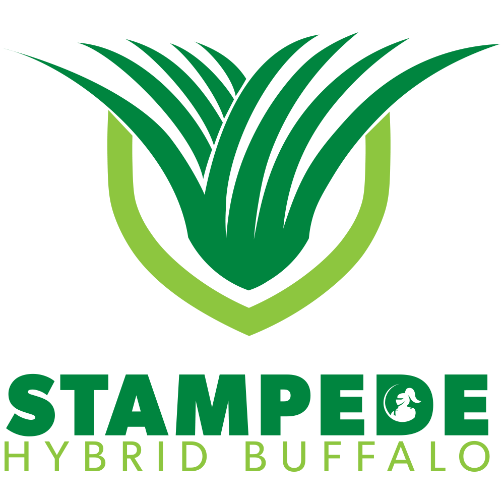Stampede Hybrid Buffalo Grass