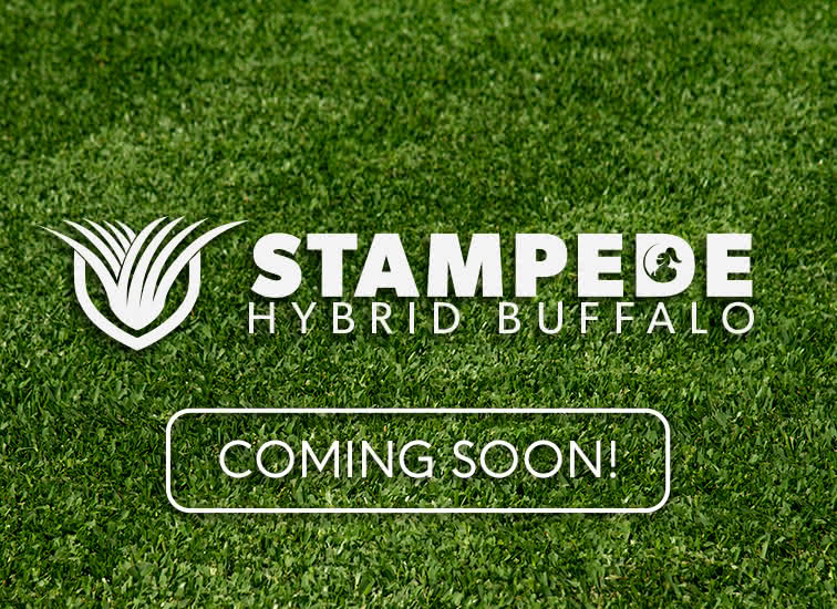 Stampede Hybrid Buffalo Grass