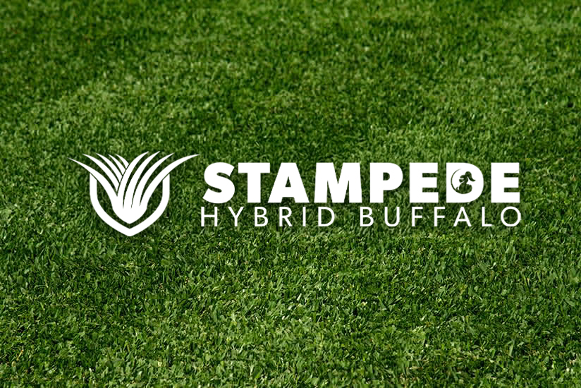 Stampede Hybrid Buffalo Grass