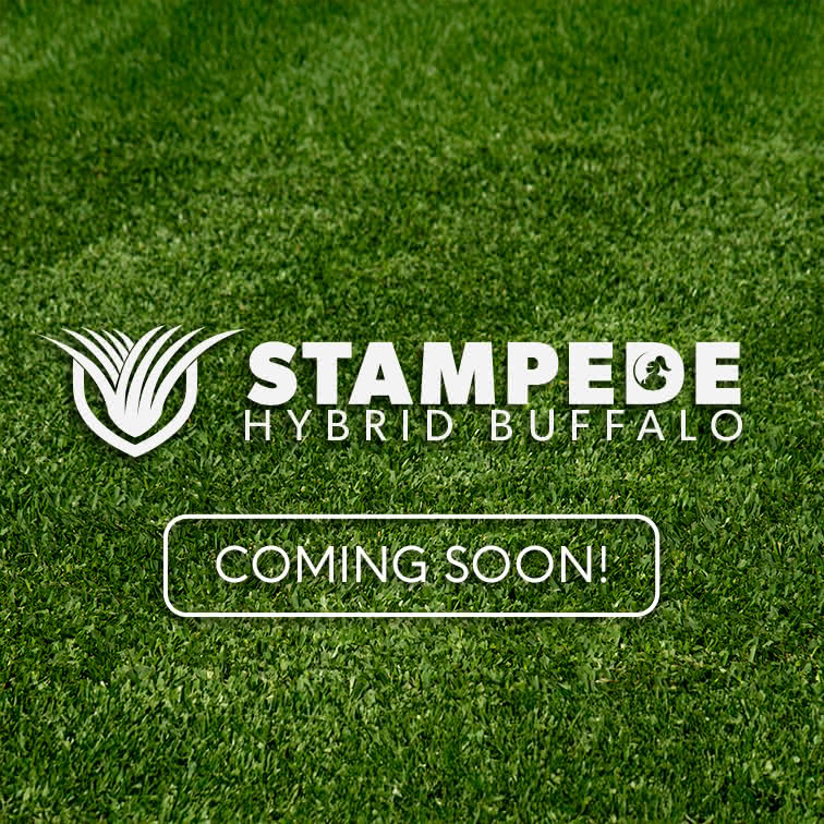 Stampede Hybrid Buffalo Grass