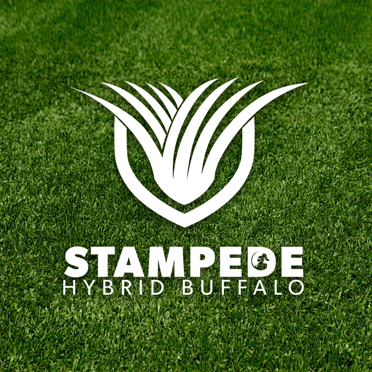 Stampede Hybrid Buffalo Grass