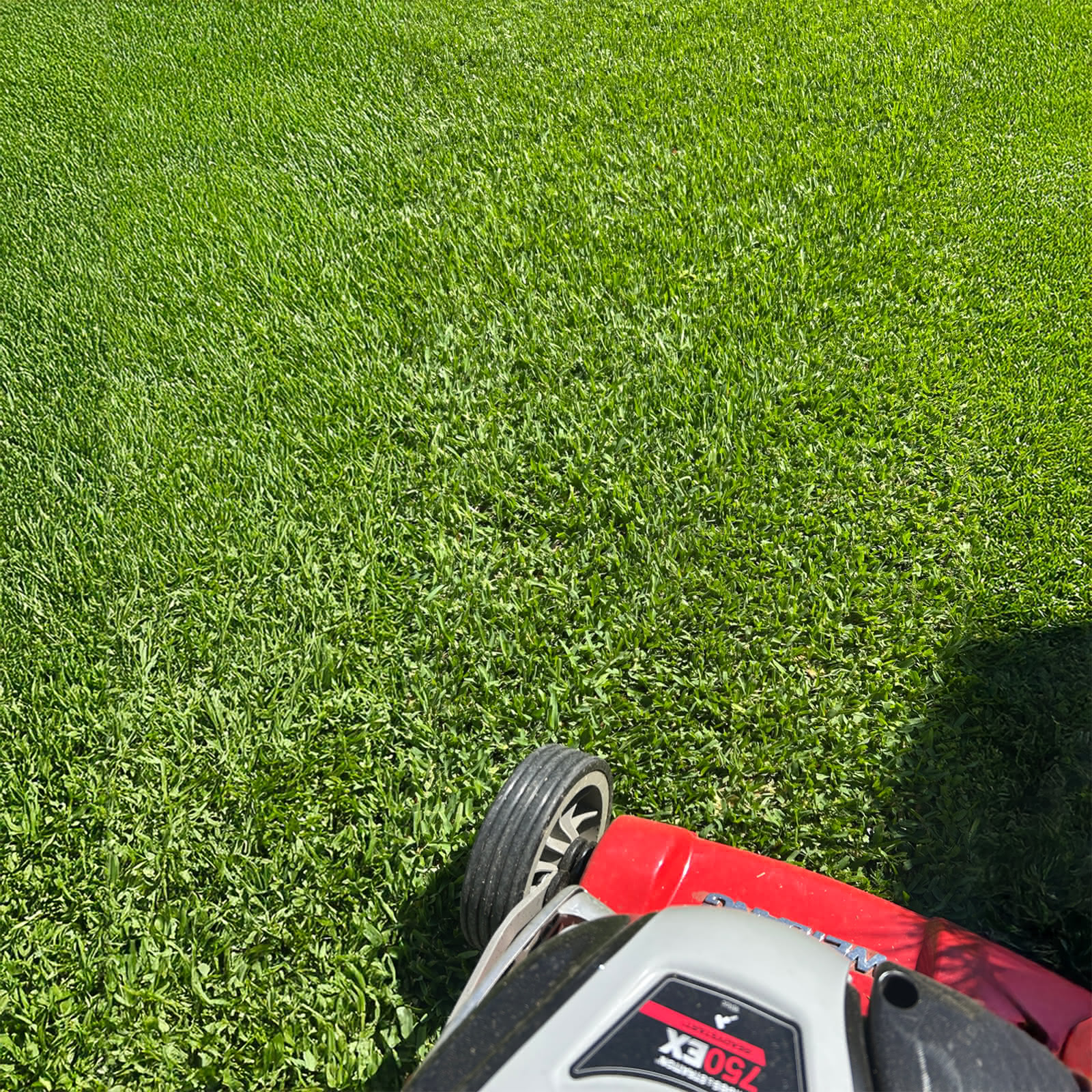 Stampede Hybrid Buffalo Grass