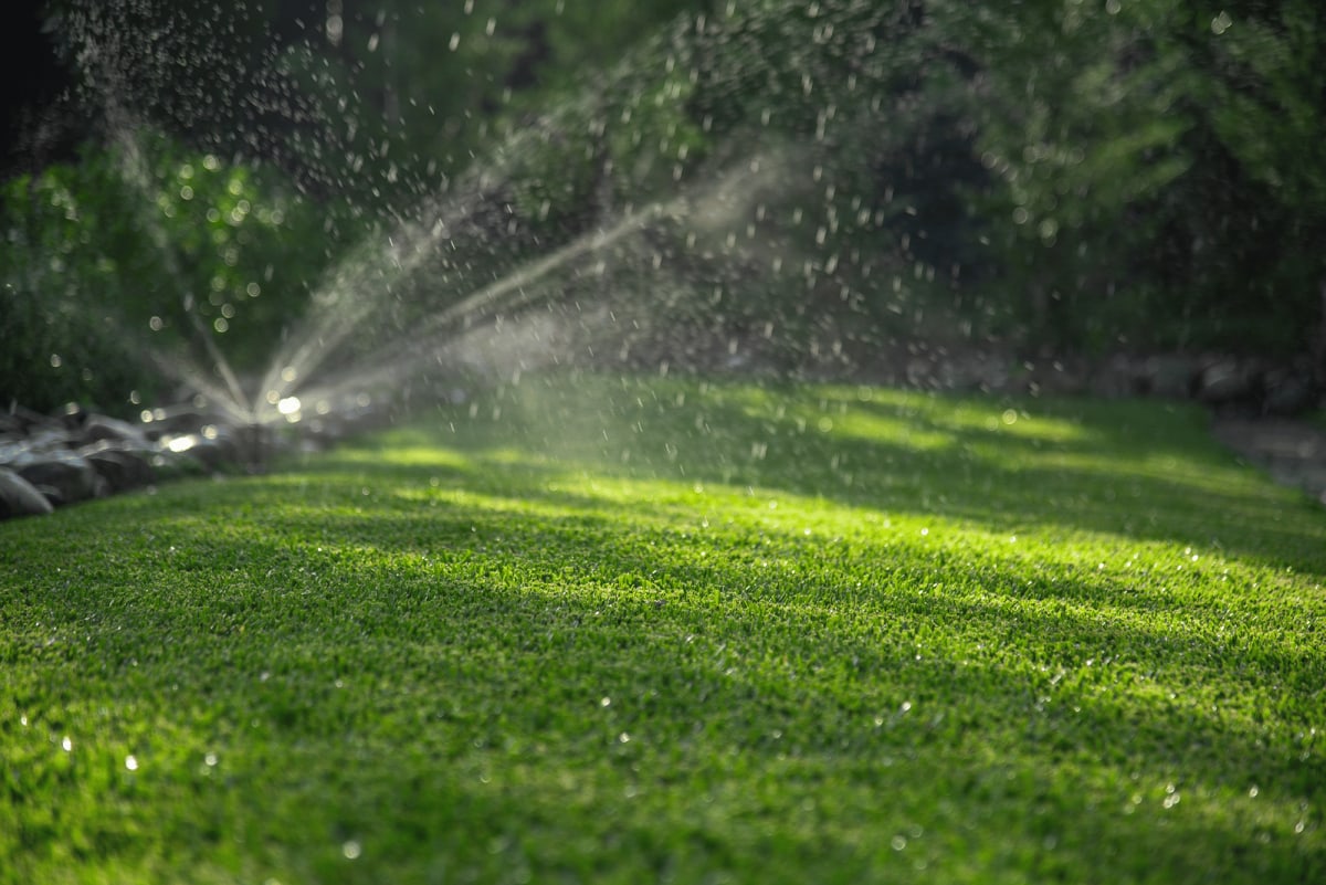 HOW TO MAINTAIN STAMPEDE HYBRID BUFFALO GRASS Turf irrigation