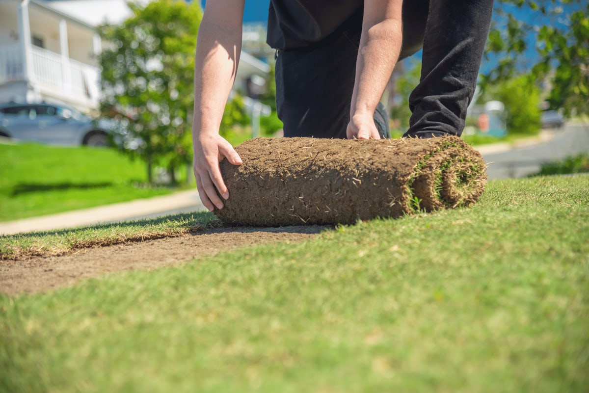 HOW TO INSTALL STAMPEDE HYBRID BUFFALO GRASS Laying turf