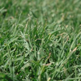 Kikuyu Turf Supplier Kikuyu Turf Supplier