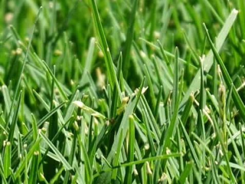 Nullarbor Couch Turf Sydney Lawn Turf Supplies