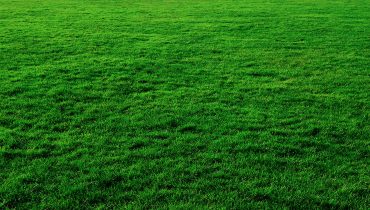 How to make your turf last longer How to make your turf last longer