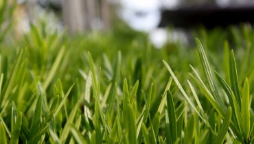 How to determine the right lawn for your garden How to determine the right lawn for your garden