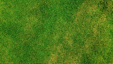 What should new turf look like? What should new turf look like?
