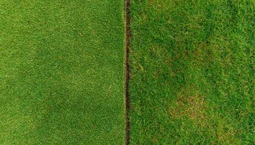 Buffalo vs Kikuyu turf Buffalo vs Kikuyu turf
