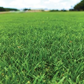 TifTuf Bermuda Grass TifTuf Bermuda Grass